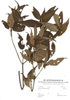 藏品(臺灣莢蒾)的圖片